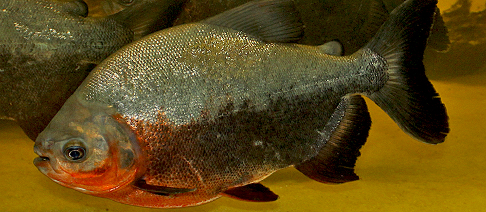 图4.短盖肥脂鲤（Piaractus brachypomus）.png