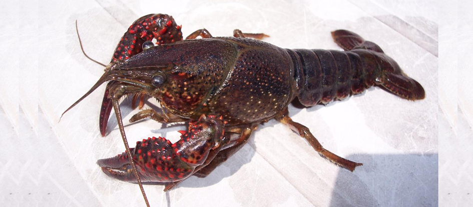 图6.克氏原螯虾（Procambarus clarkii）.png